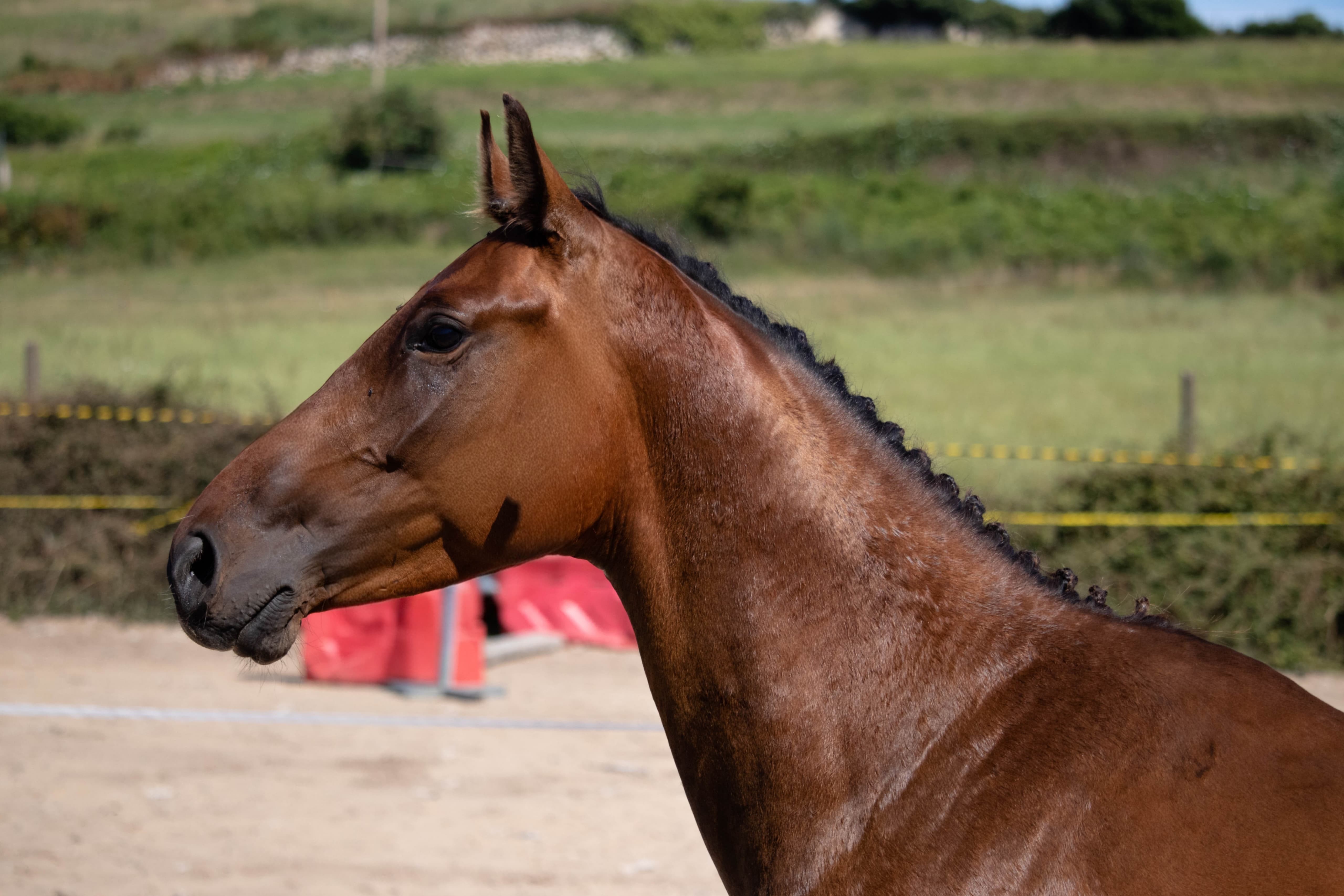 horse